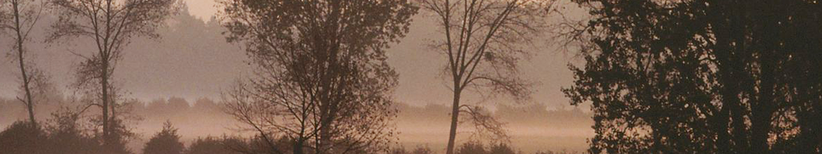 Bäume im Nebel ©Feuerbach